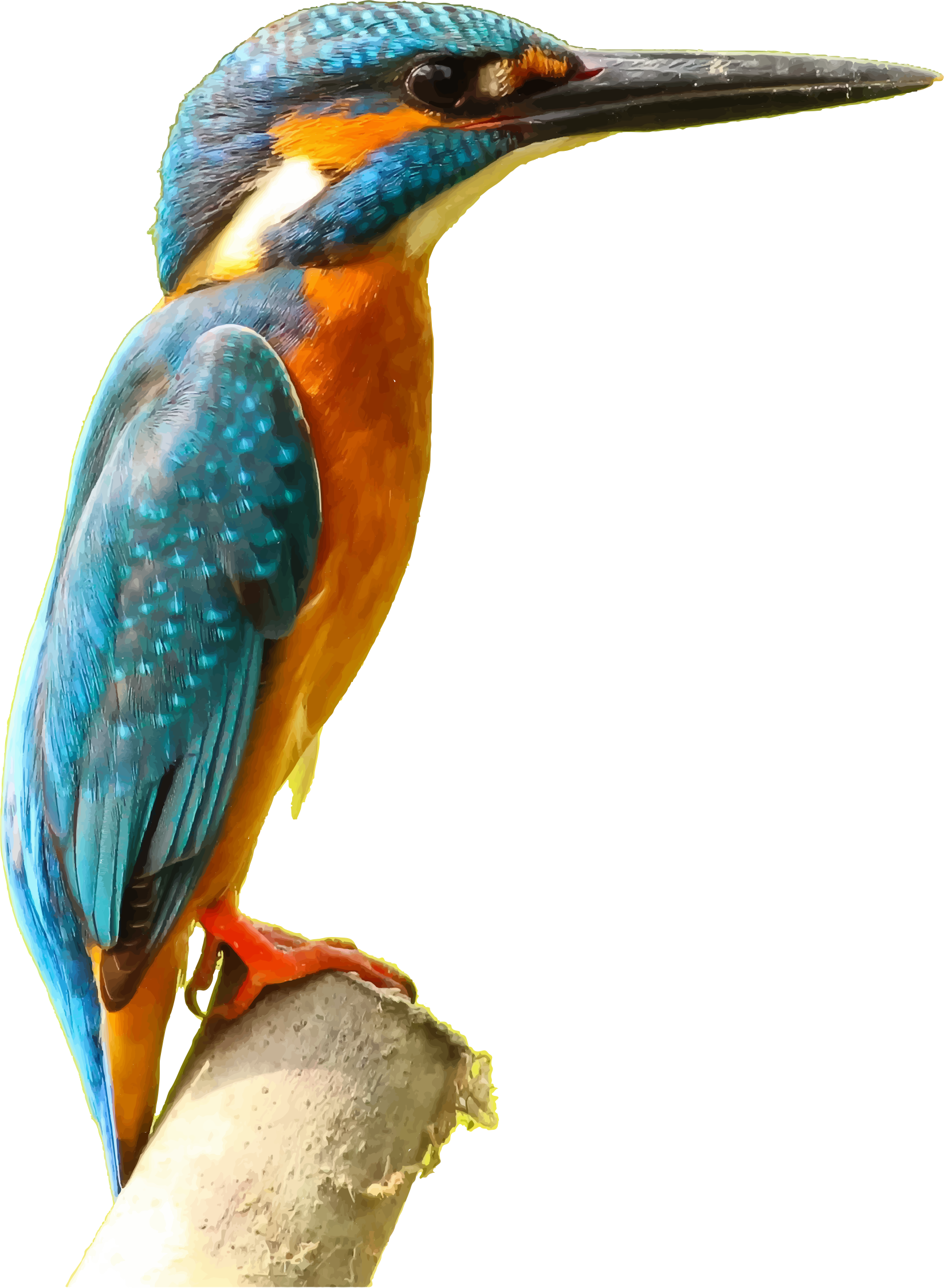 Kingfisher 3D Picture clipart free download