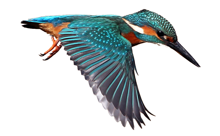 Kingfisher Clip Art Illustration clipart free download