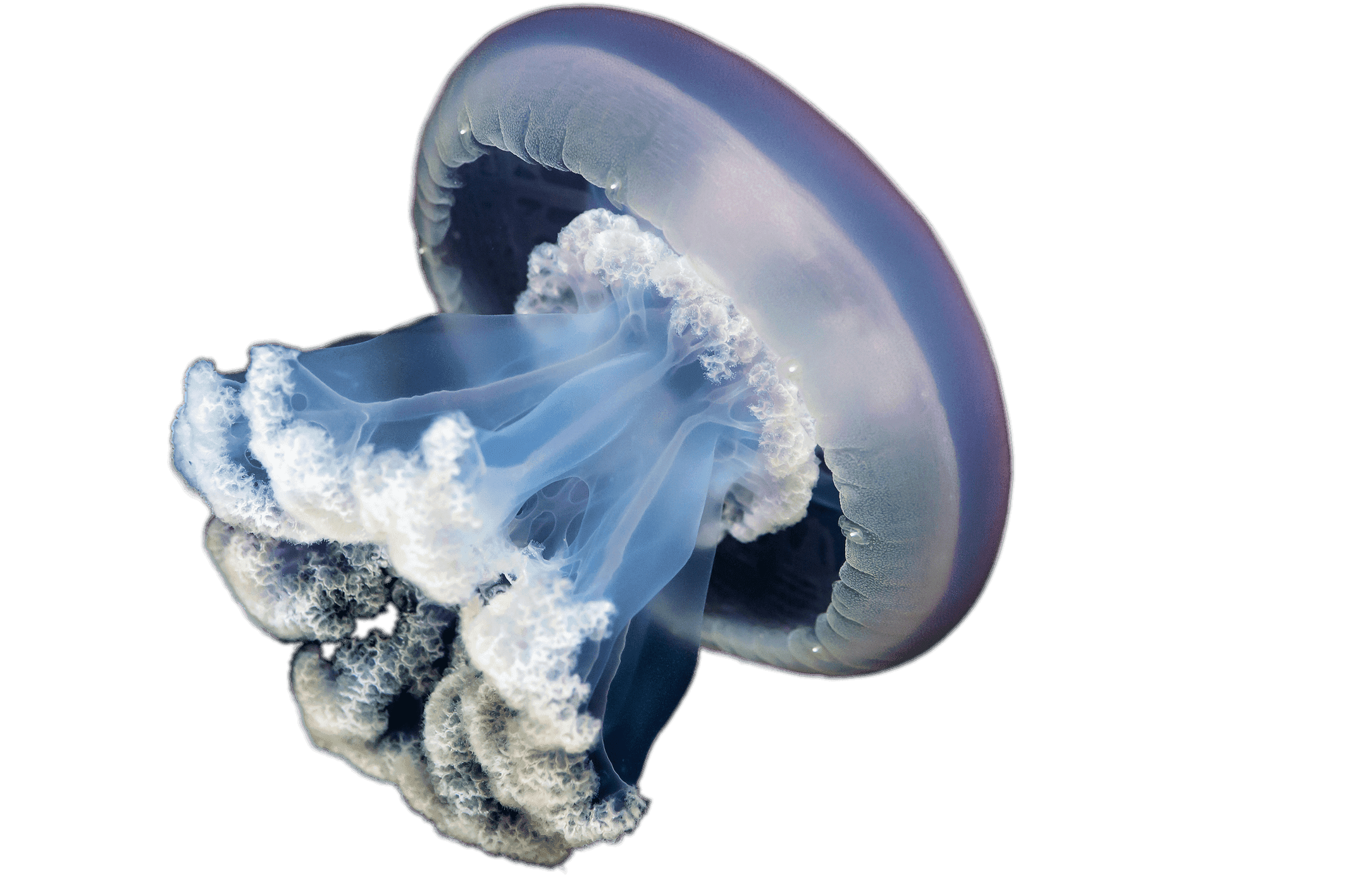 3D Jellyfish PNG Image