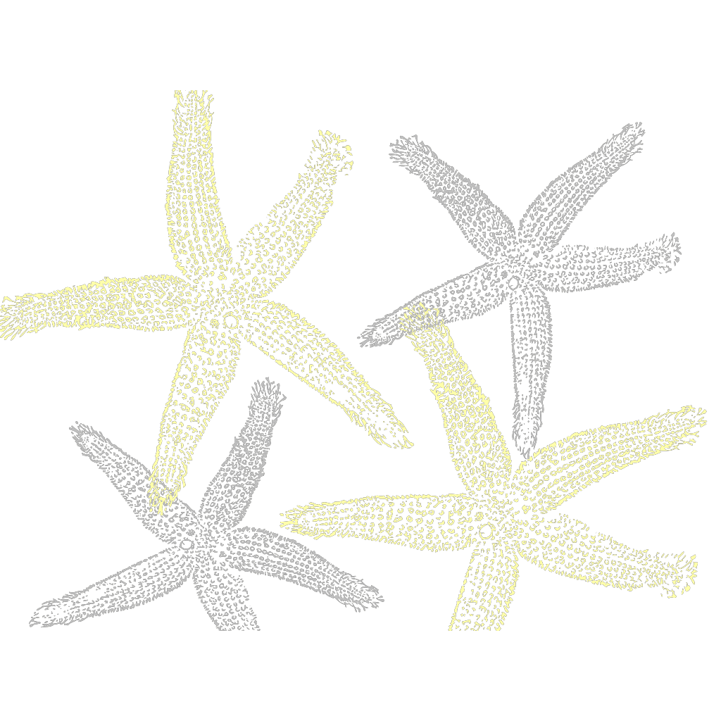 Grey Starfish Print