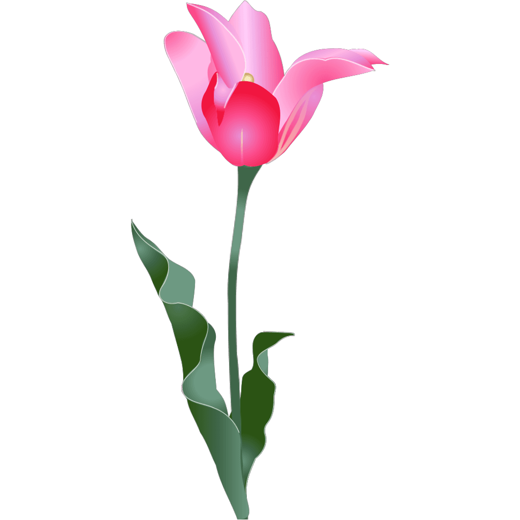 Pink Tulip Green Flower