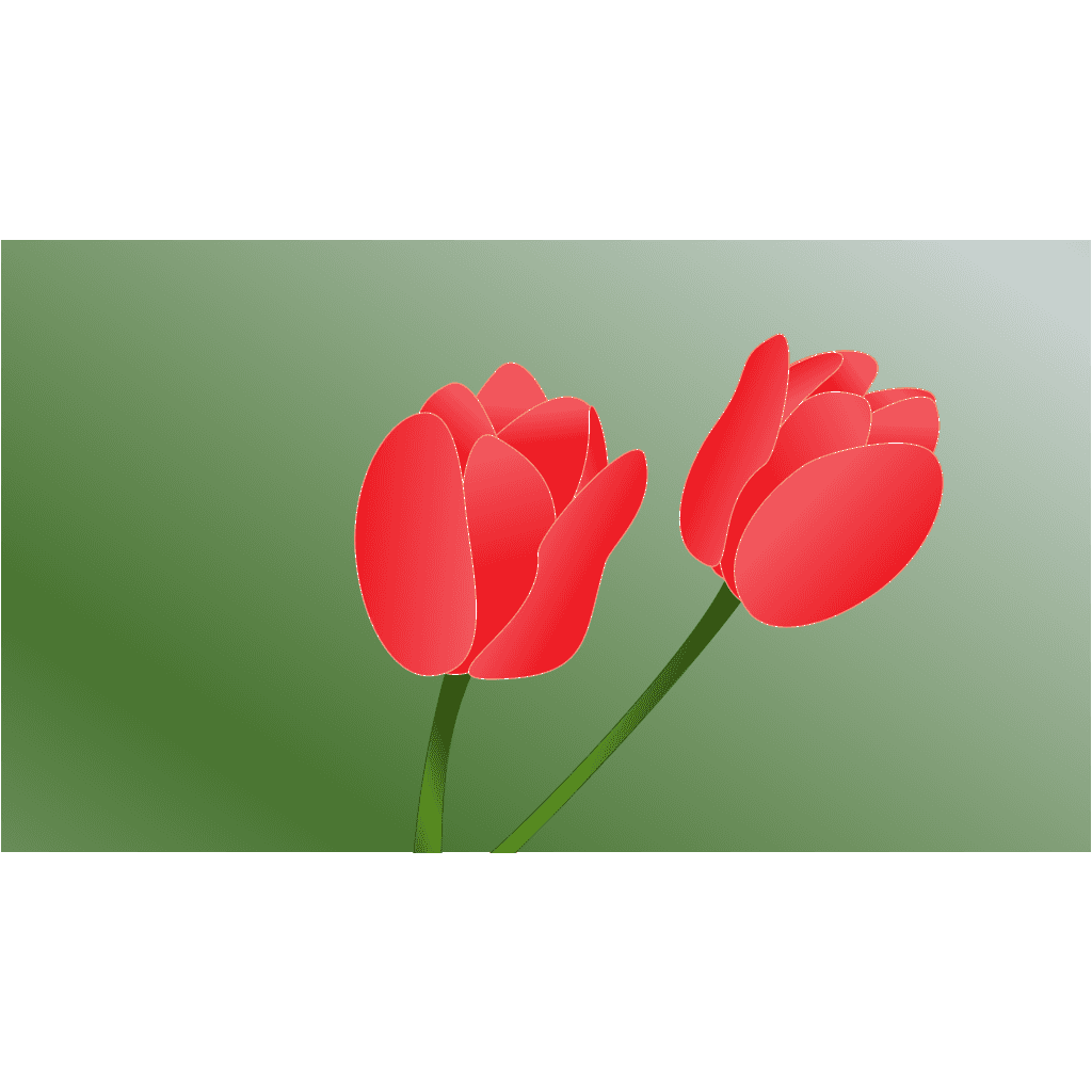 Red Tulip Flower Green Background