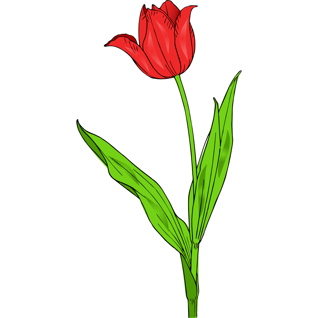 Red Tulip Green Plants