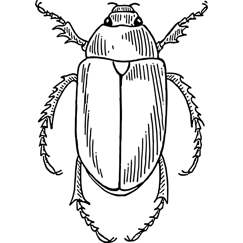 Scarab Beetle Drawing 