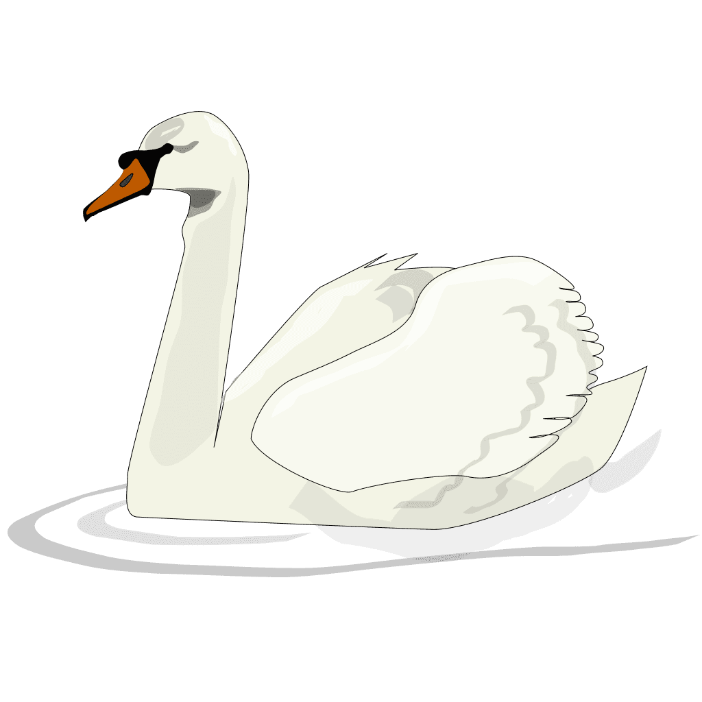 Swan Bird Swimming