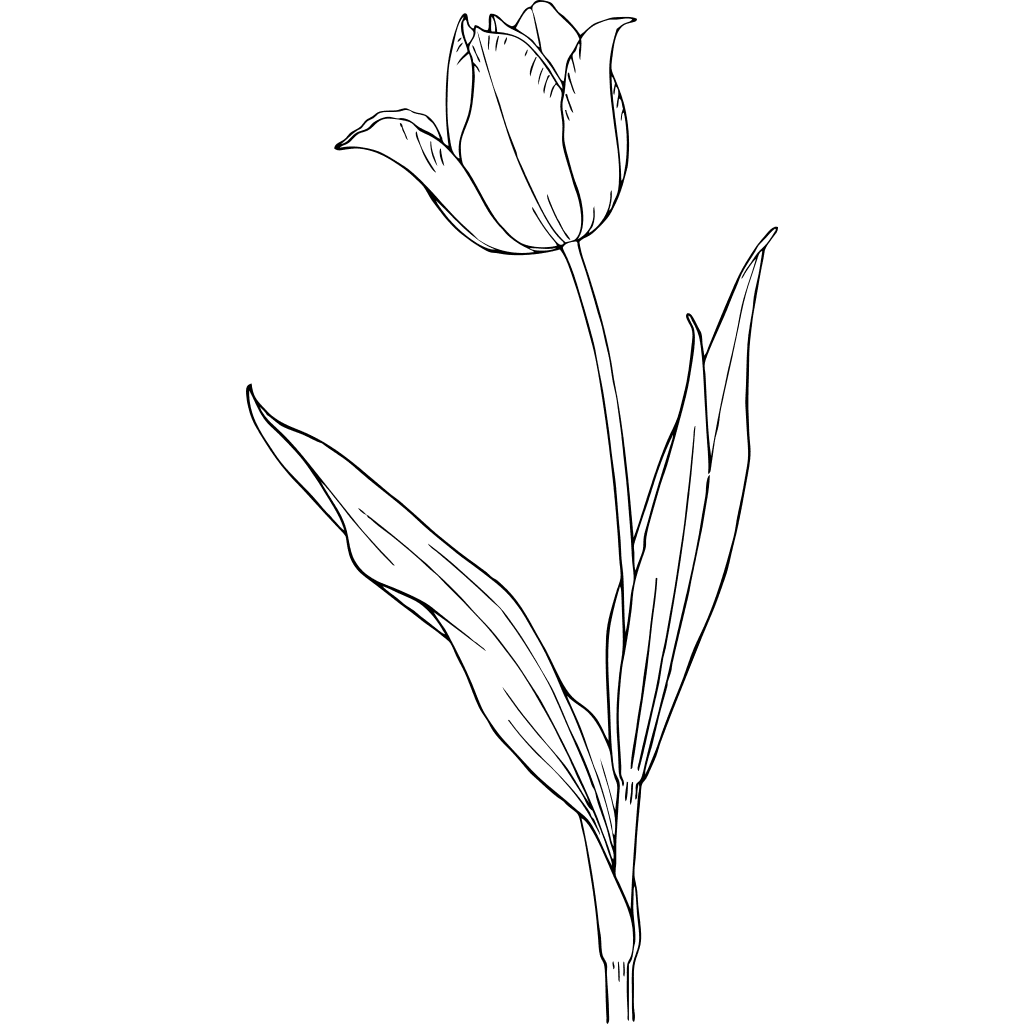 Tulip Outline Flower