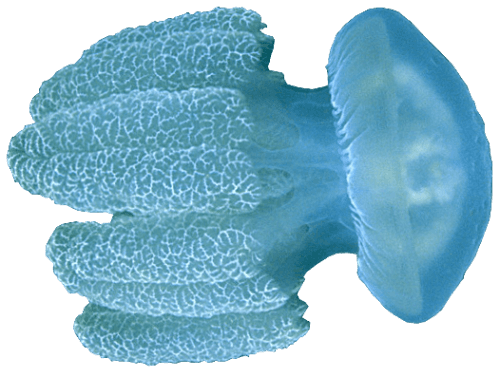 3D Jellyfish Transparent Photography clipart preview