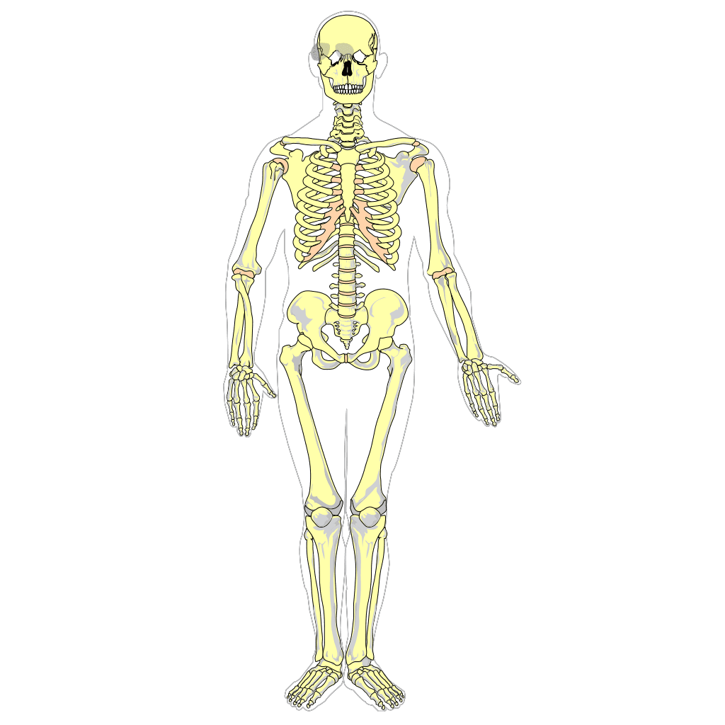 3D Skeleton Diagram SVG Illustration clipart preview