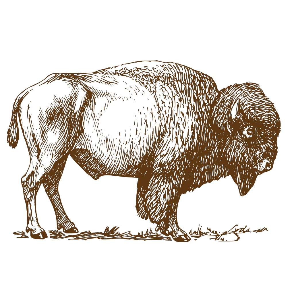 Bison Drawing clipart preview