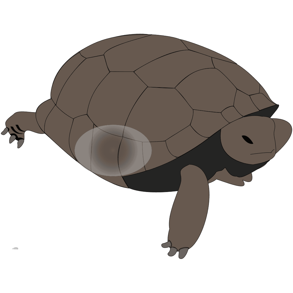 Brown Turtle Icon clipart preview