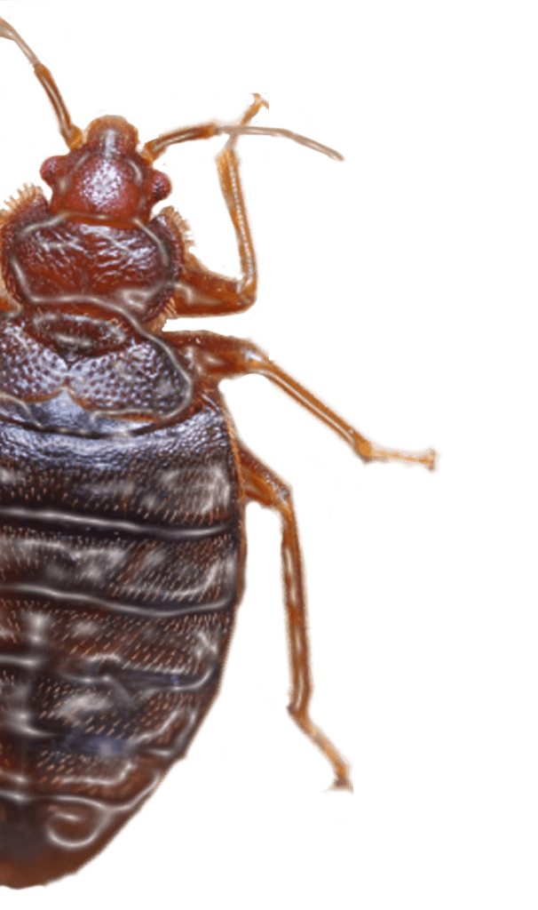 Bug Image clipart preview