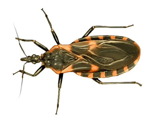 Bug PNG Photos clipart preview