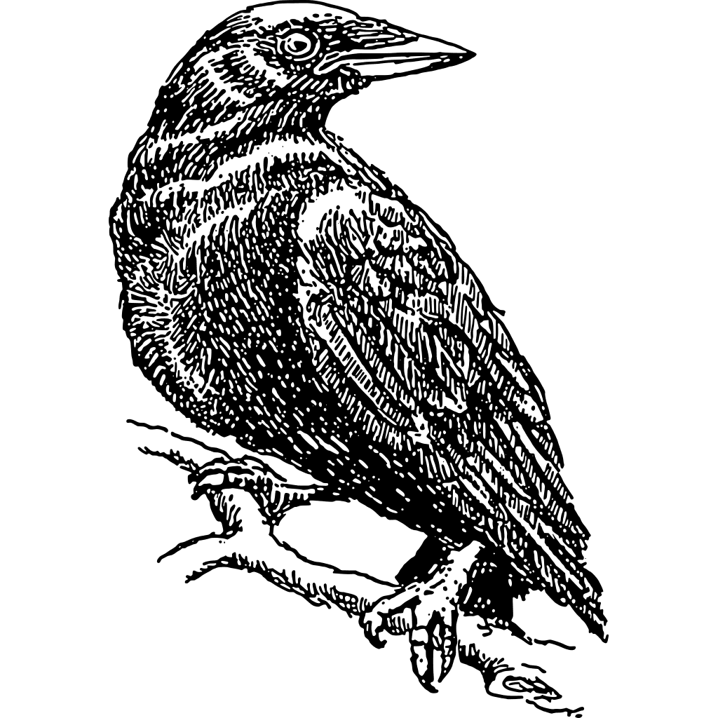 Crow Drawing clipart preview