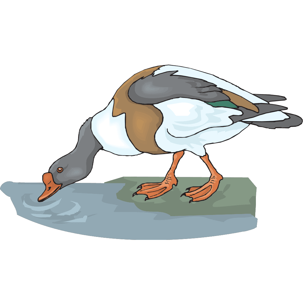 Duck Drinking Water Cartoon clipart preview