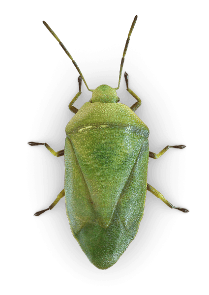 Green Bug PNG Picture clipart preview