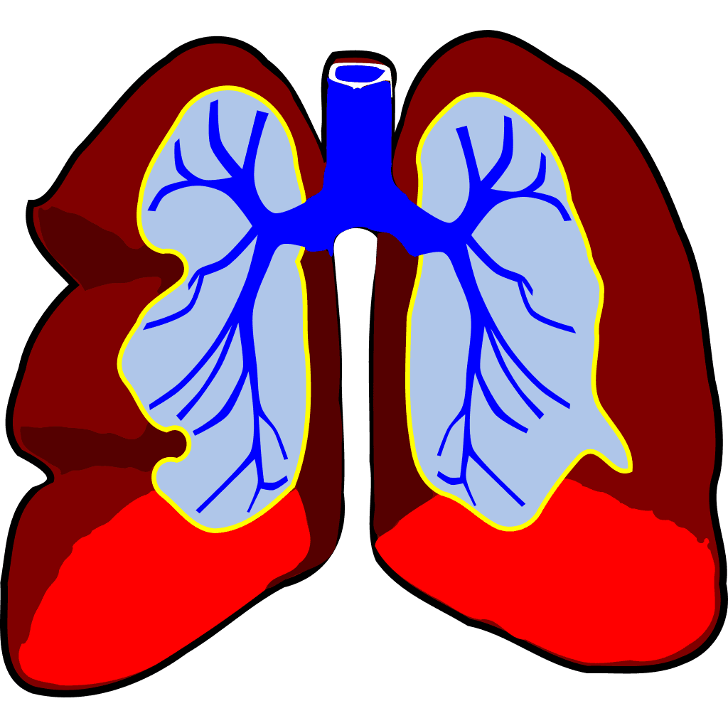 Healthy Lungs clipart preview