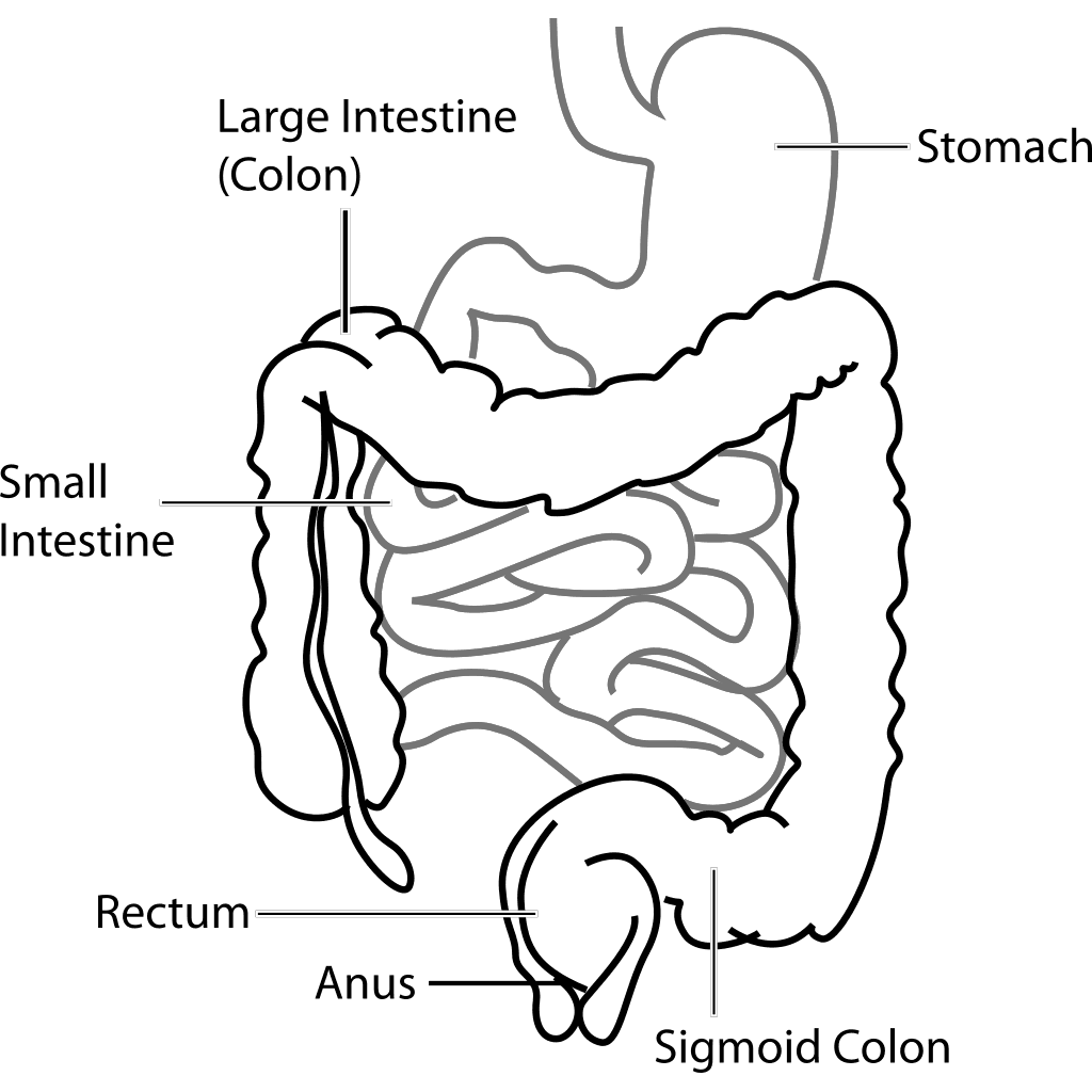 Intestine Diagram Silhouette Map clipart preview