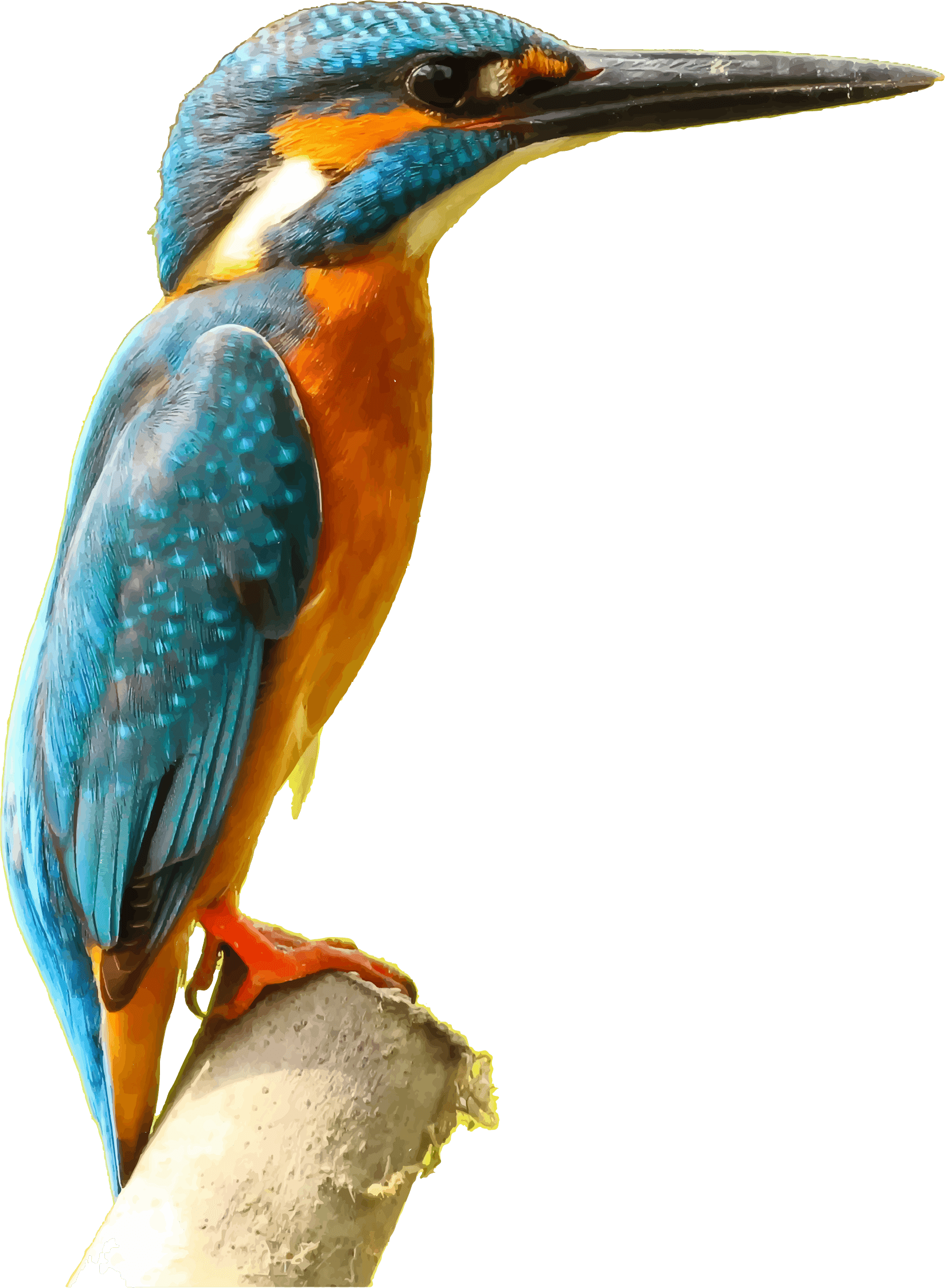 Kingfisher 3D Picture clipart preview