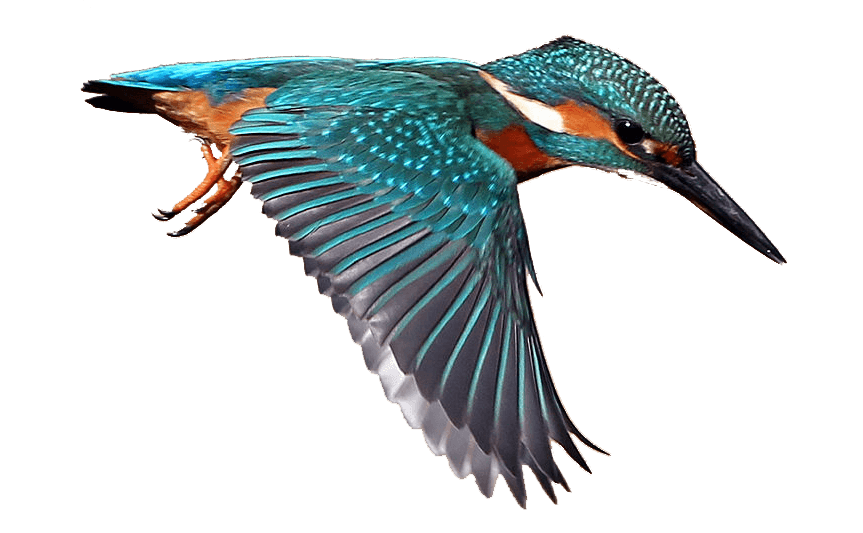 Kingfisher Clip Art Illustration clipart preview