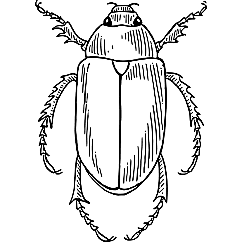 Scarab Beetle Drawing  clipart preview