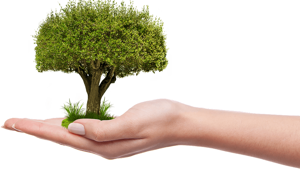 Tree in Hand Image  clipart preview