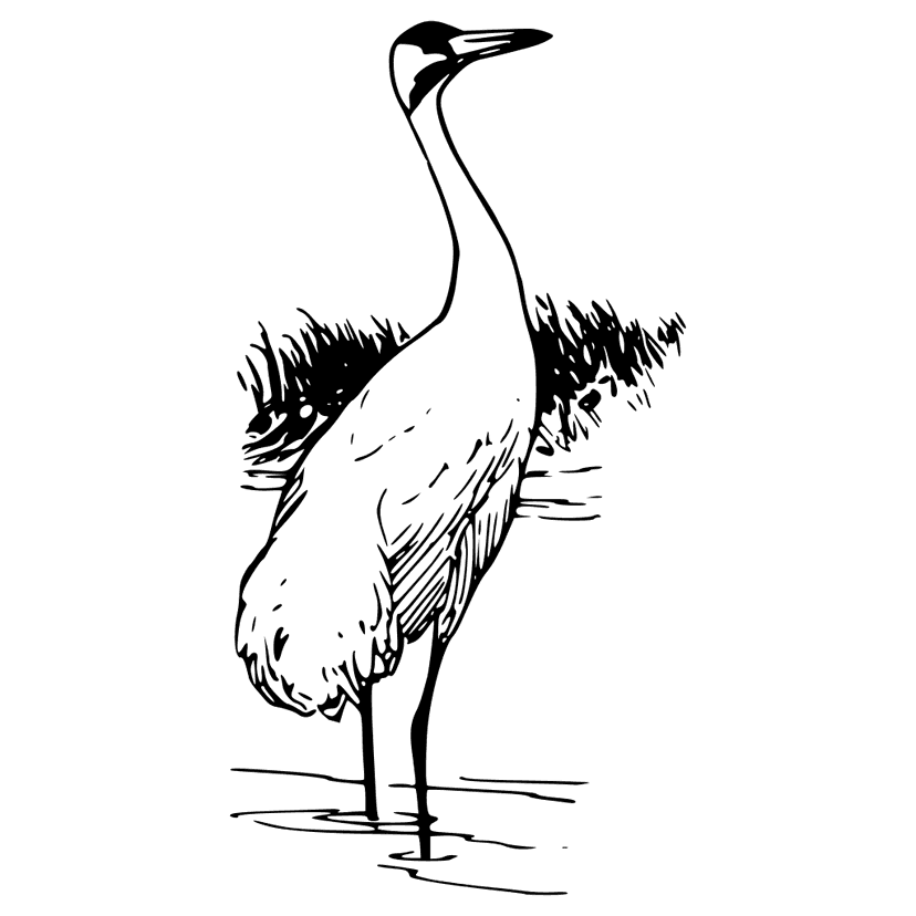 Whooping Crane clipart preview