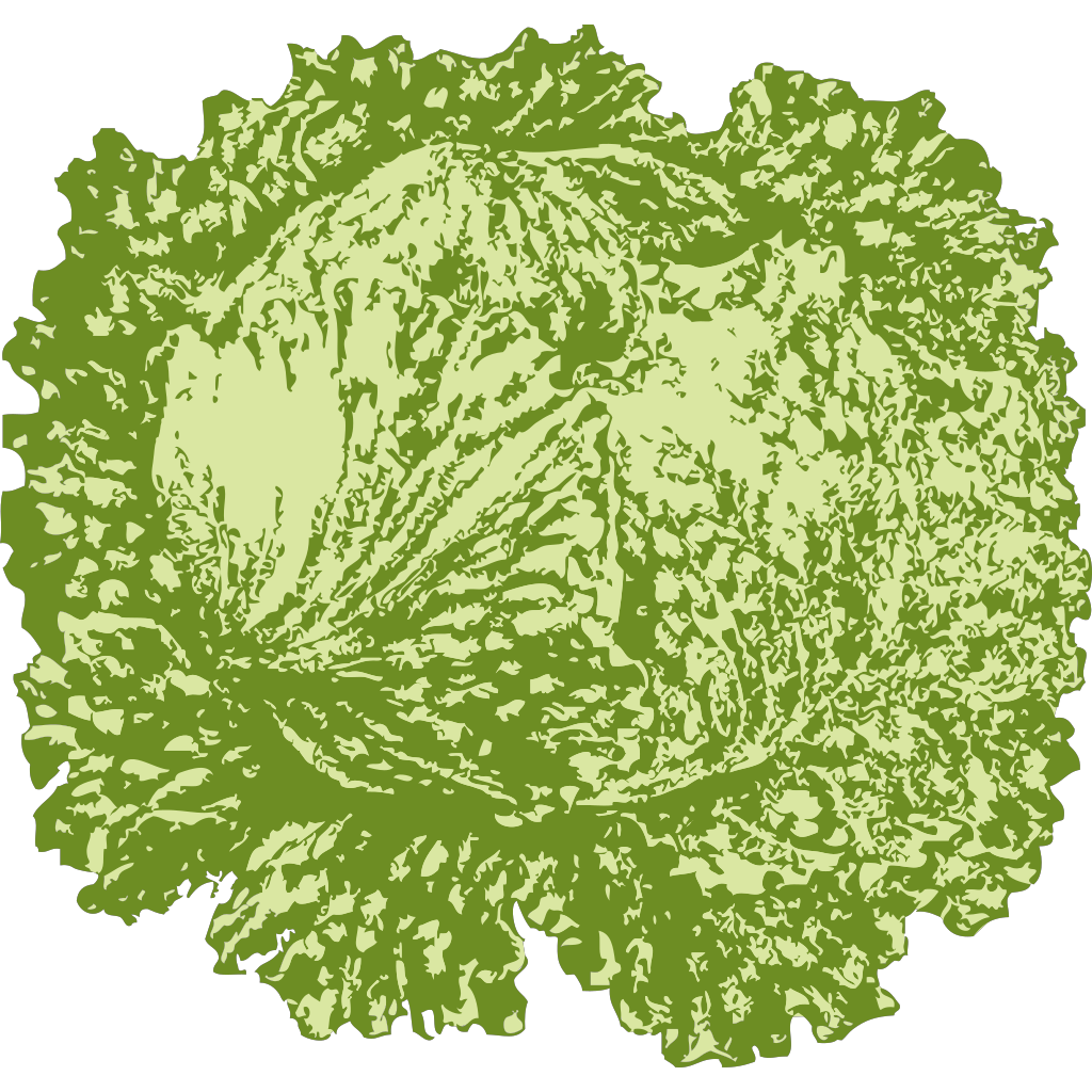 Lettuce Png Svg Clip Art For Web Download Clip Art Png Icon Arts 