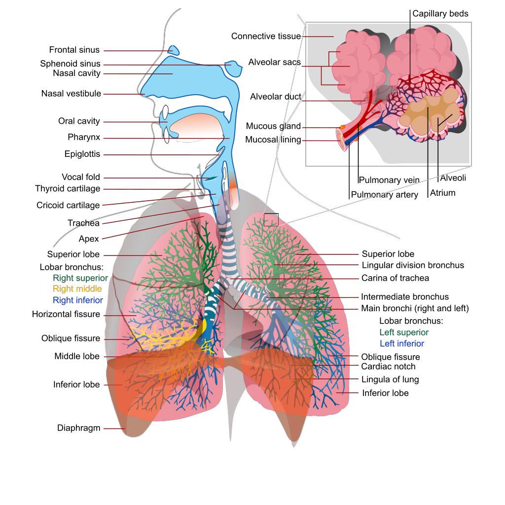 Respiratory System Complete En SVG Clip arts download - Download Clip ...