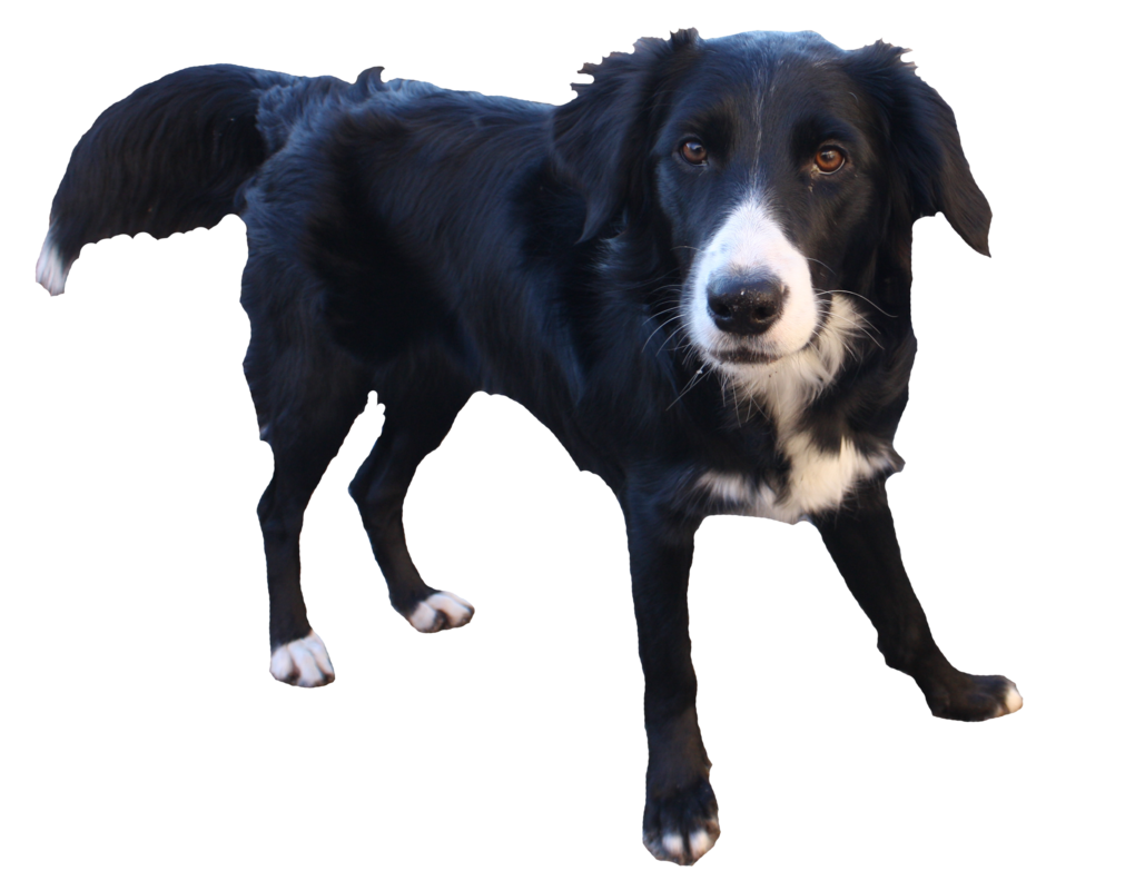 Border Collie Transparent Background PNG, SVG Clip art for ...