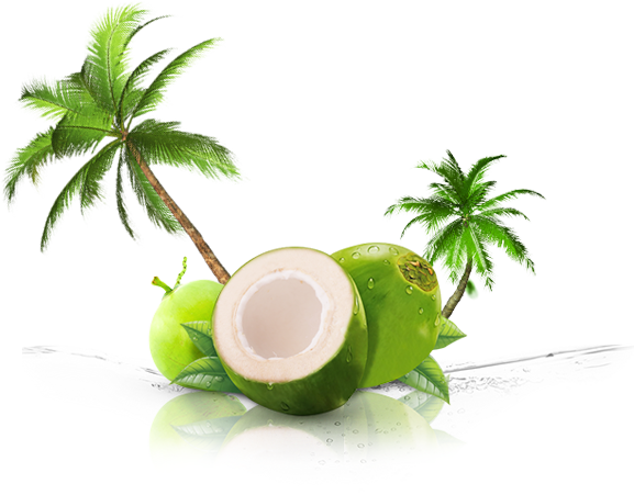 Coconut Clipart Png