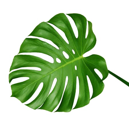 Green Palm Leaves Transparent PNG PNG, SVG Clip art for Web - Download ...