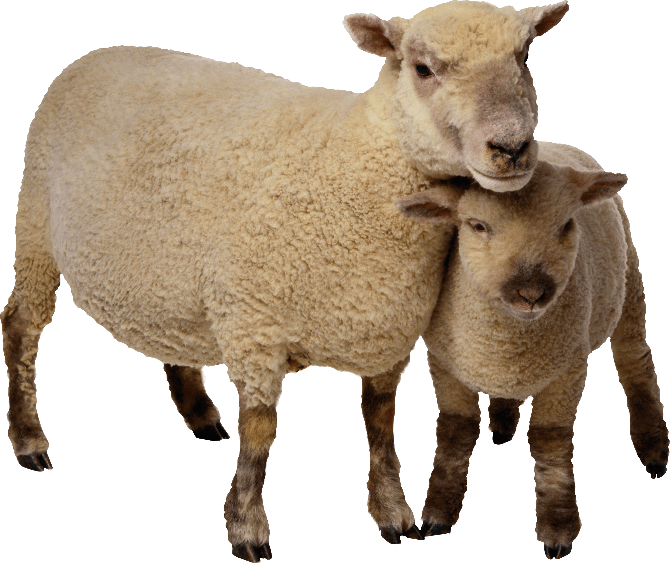 Sheep Png Photo Image Png Svg Clip Art For Web Download Clip Art Png Icon Arts 