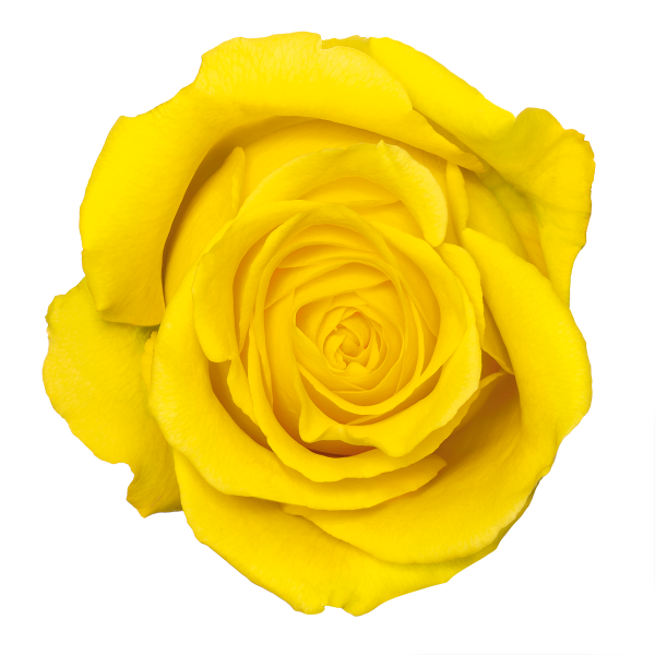 Download Yellow Rose Transparent PNG PNG, SVG Clip art for Web ...