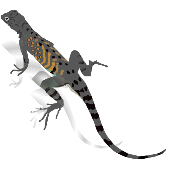Az-lizard PNG Clip art