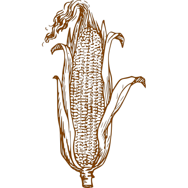 Brown Corn PNG Clip art