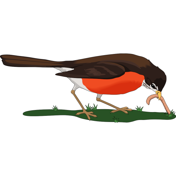 Bird Eating Worm PNG Clip art