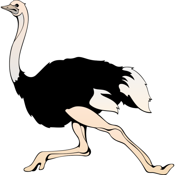 Running Ostrich PNG Clip art
