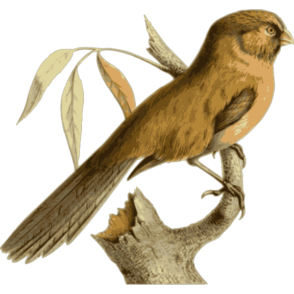Paradoxornis Unicolor PNG Clip art