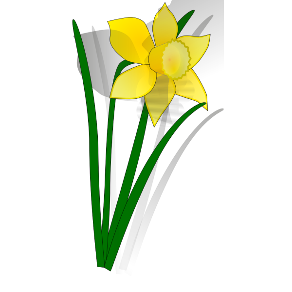 Daffodil flower PNG images