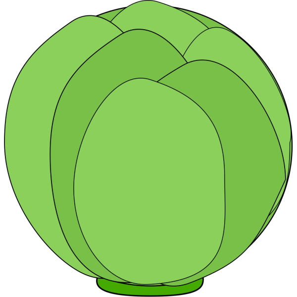 Cabbage PNG Clip art