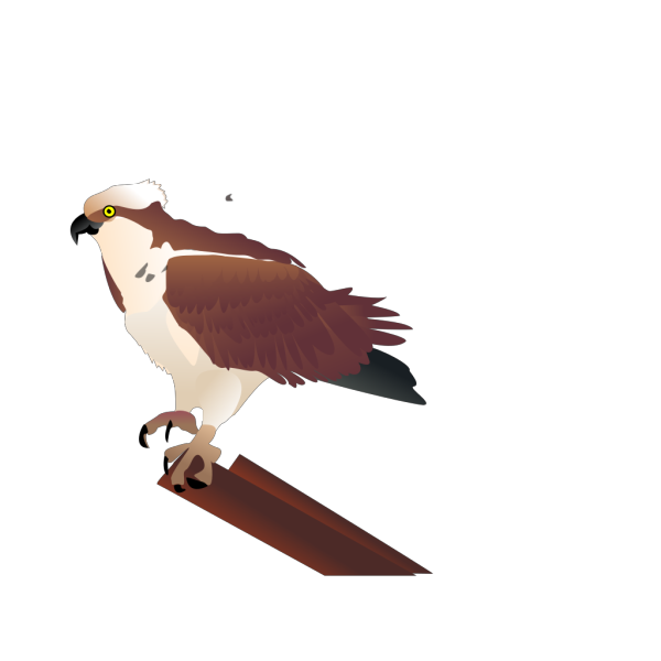 Osprey Standing On Branch PNG Clip art