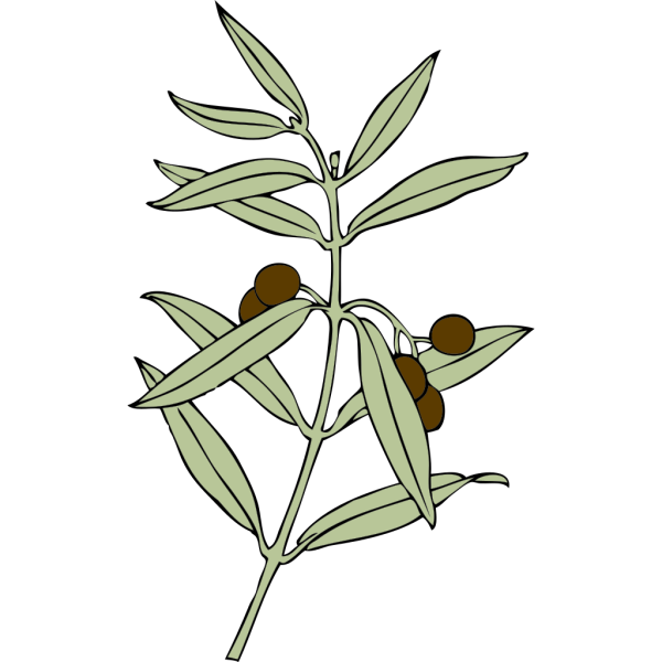 Olive Branch PNG Clip art
