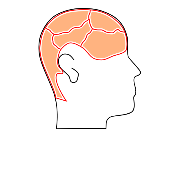 Brain Sections PNG Clip art