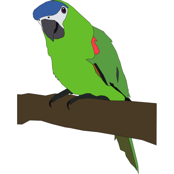 Parrot Illustration PNG Clip art