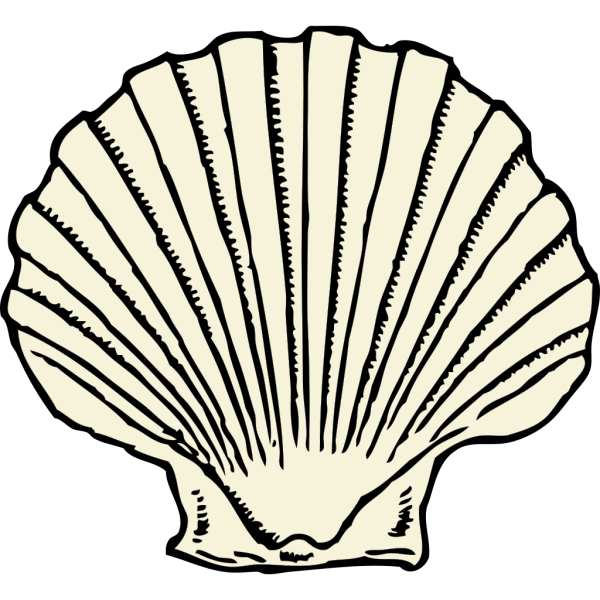 Scallop Shell PNG Clip art