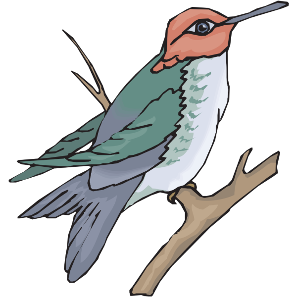 Hummingbird On A Branch PNG Clip art