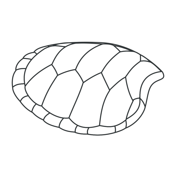 Turtle Shell Outline PNG Clip art