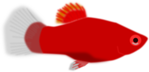 Orange Aquarium Fish PNG Clip art