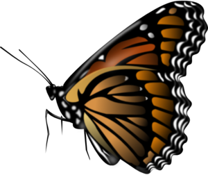 Monarch Butterfly At Rest Outline PNG Clip art