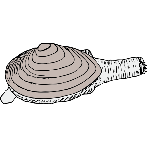 Clam PNG Clip art